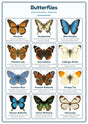 Butterflies: A4 Matte Laminated Educational Poster Print - 210x297mm