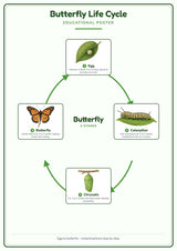 Butterfly Life Cycle: A4 Matte Laminated Educational Poster Print - 210x297mm