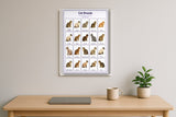 Cat Breeds: A4 Matte Laminated Educational Poster Print - 210x297mm