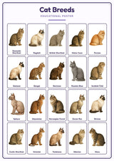 Cat Breeds: A4 Matte Laminated Educational Poster Print - 210x297mm