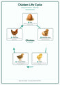 Chicken Life Cycle: A4 Matte Laminated Educational Poster Print - 210x297mm