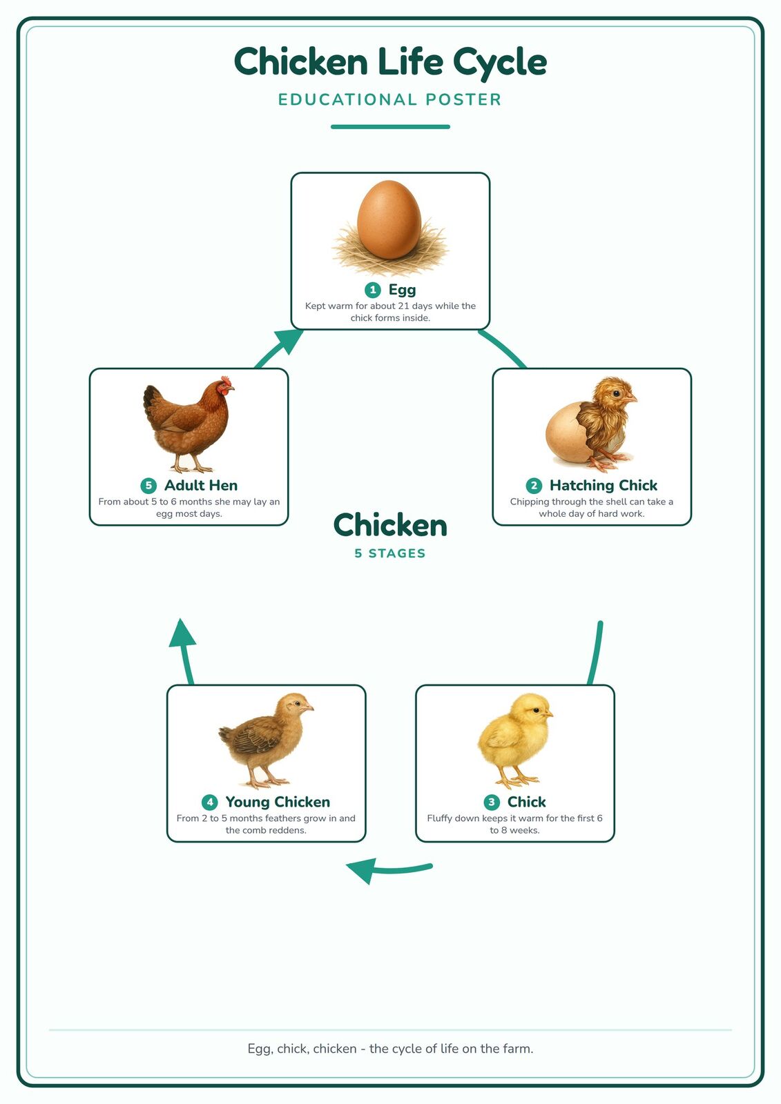 Chicken Life Cycle: A4 Matte Laminated Educational Poster Print - 210x297mm