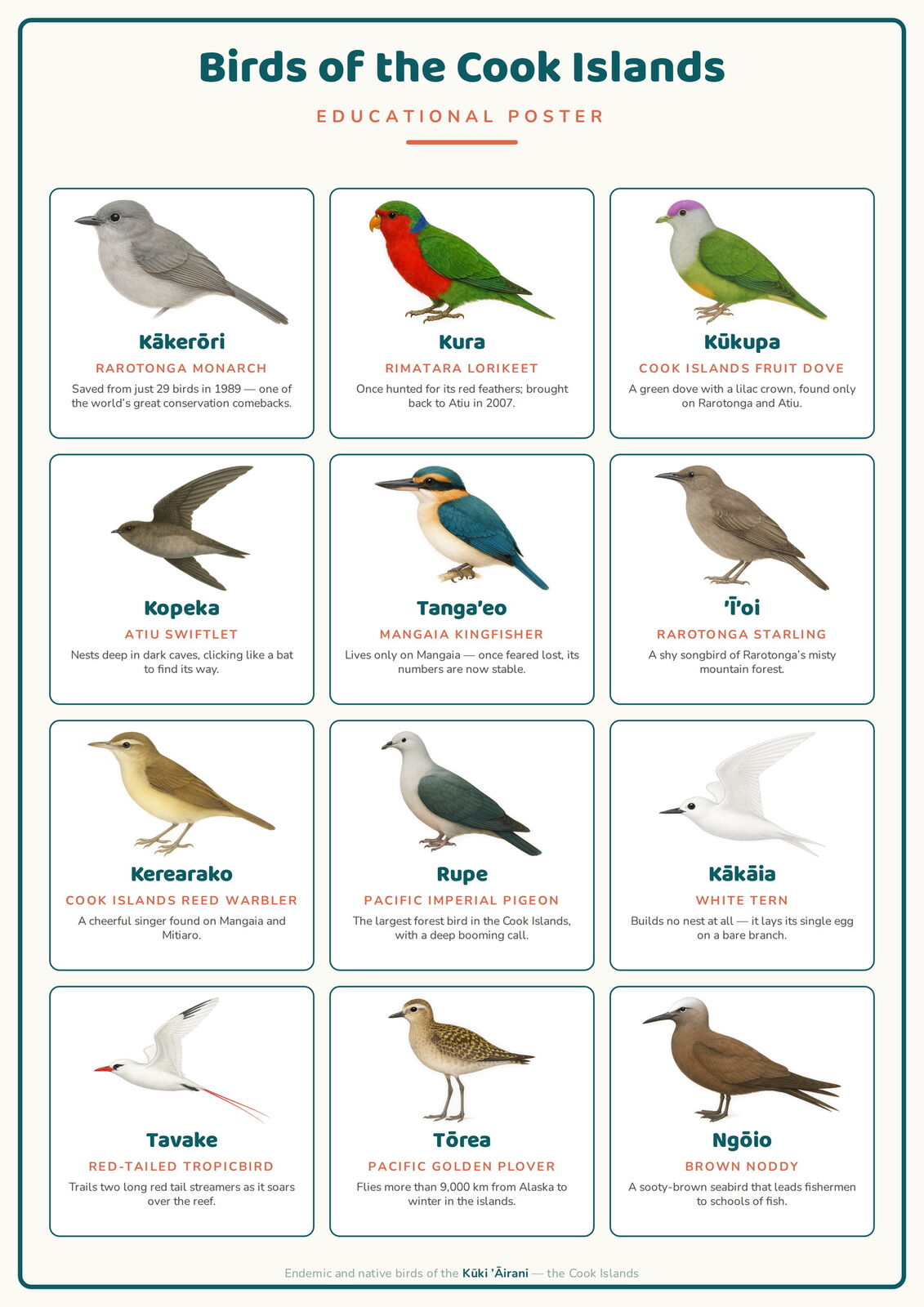 Birds of the Cook Islands: A4 Matte Laminated Educational Poster Print - 210x297mm