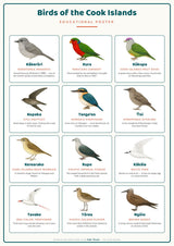 Birds of the Cook Islands: A4 Matte Laminated Educational Poster Print - 210x297mm