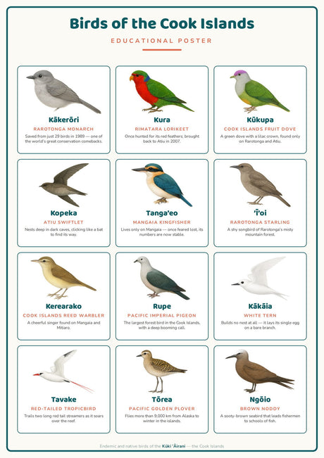 Birds of the Cook Islands: A4 Matte Laminated Educational Poster Print - 210x297mm