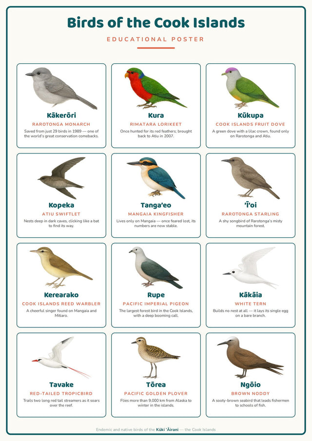 Birds of the Cook Islands: A4 Matte Laminated Educational Poster Print - 210x297mm