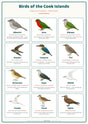 Birds of the Cook Islands: A4 Matte Laminated Educational Poster Print - 210x297mm