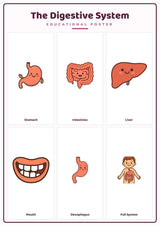 The Digestive System: A4 Matte Laminated Educational Poster Print - 210x297mm