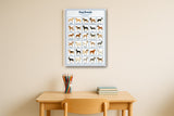 Dog Breeds: A4 Matte Laminated Educational Poster Print - 210x297mm
