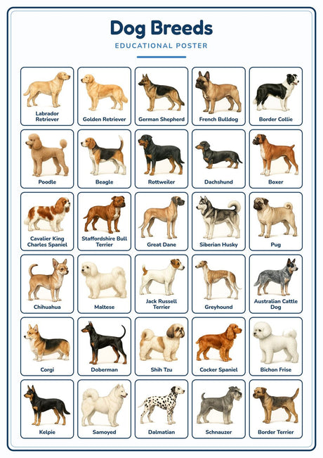 Dog Breeds: A4 Matte Laminated Educational Poster Print - 210x297mm