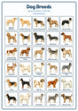 Dog Breeds: A4 Matte Laminated Educational Poster Print - 210x297mm