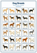 Dog Breeds: A4 Matte Laminated Educational Poster Print - 210x297mm
