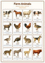 Farm Animals: A4 Matte Laminated Educational Poster Print - 210x297mm