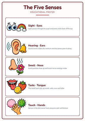 The Five Senses: A4 Matte Laminated Educational Poster Print - 210x297mm