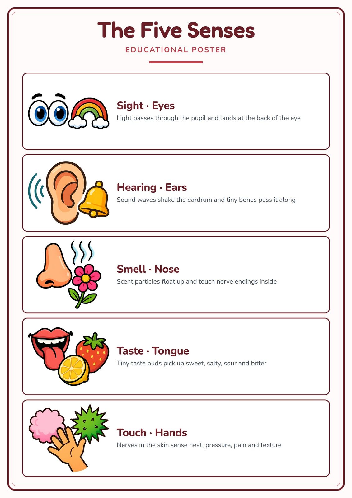 The Five Senses: A4 Matte Laminated Educational Poster Print - 210x297mm