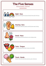 The Five Senses: A4 Matte Laminated Educational Poster Print - 210x297mm