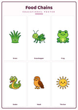 Food Chains: A4 Matte Laminated Educational Poster Print - 210x297mm