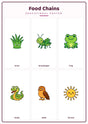 Food Chains: A4 Matte Laminated Educational Poster Print - 210x297mm