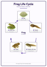 Frog Life Cycle: A4 Matte Laminated Educational Poster Print - 210x297mm