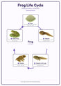 Frog Life Cycle: A4 Matte Laminated Educational Poster Print - 210x297mm