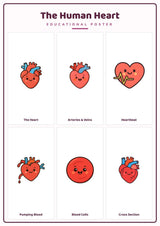 The Human Heart: A4 Matte Laminated Educational Poster Print - 210x297mm