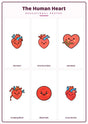 The Human Heart: A4 Matte Laminated Educational Poster Print - 210x297mm