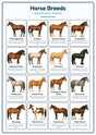 Horse Breeds: A4 Matte Laminated Educational Poster Print - 210x297mm