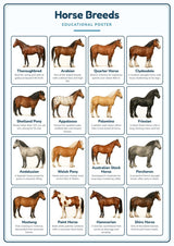 Horse Breeds: A4 Matte Laminated Educational Poster Print - 210x297mm