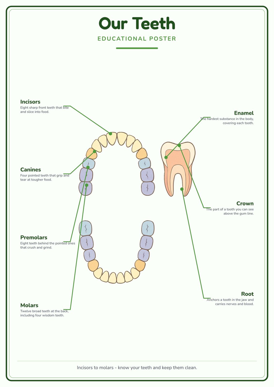 Our Teeth: A4 Matte Laminated Educational Poster Print - 210x297mm