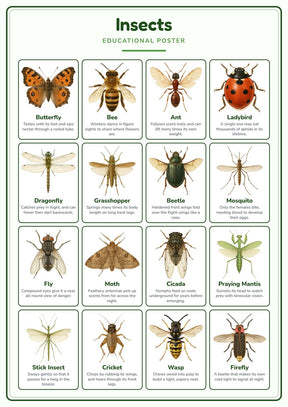 Insects: A4 Matte Laminated Educational Poster Print - 210x297mm