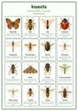 Insects: A4 Matte Laminated Educational Poster Print - 210x297mm