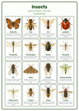 Insects: A4 Matte Laminated Educational Poster Print - 210x297mm