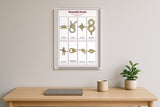 Essential Knots: A4 Matte Laminated Educational Poster Print - 210x297mm