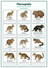 Marsupials: A4 Matte Laminated Educational Poster Print - 210x297mm