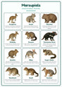 Marsupials: A4 Matte Laminated Educational Poster Print - 210x297mm