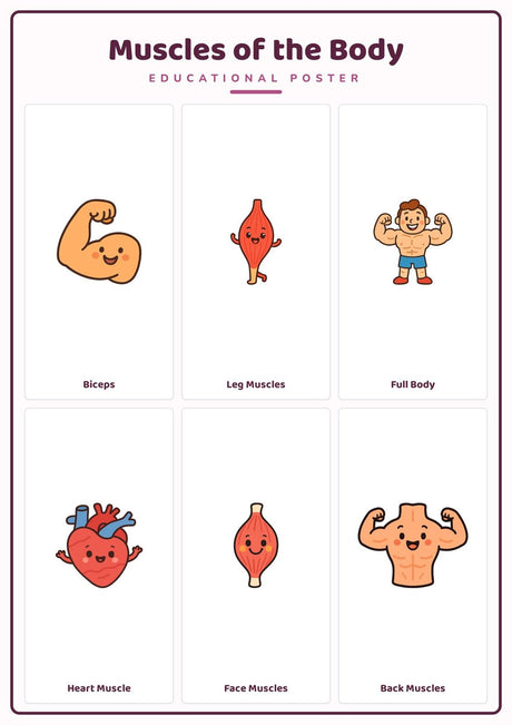 Muscles of the Body: A4 Matte Laminated Educational Poster Print - 210x297mm