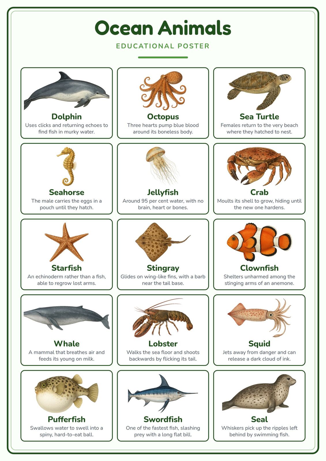 Ocean Animals: A4 Matte Laminated Educational Poster Print - 210x297mm