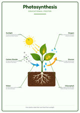 Photosynthesis: A4 Matte Laminated Educational Poster Print - 210x297mm
