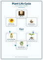 Plant Life Cycle: A4 Matte Laminated Educational Poster Print - 210x297mm