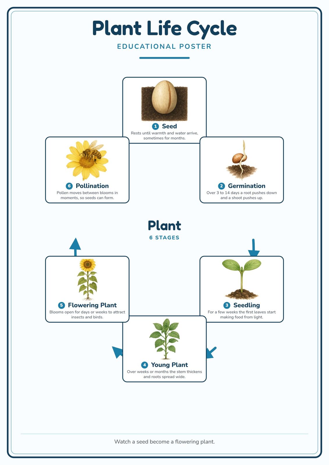 Plant Life Cycle: A4 Matte Laminated Educational Poster Print - 210x297mm