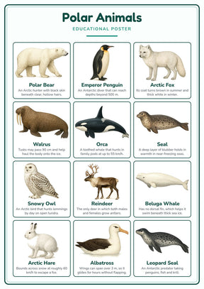 Polar Animals: A4 Matte Laminated Educational Poster Print - 210x297mm