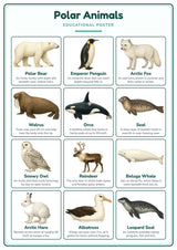 Polar Animals: A4 Matte Laminated Educational Poster Print - 210x297mm