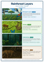 Rainforest Layers: A4 Matte Laminated Educational Poster Print - 210x297mm