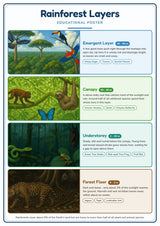 Rainforest Layers: A4 Matte Laminated Educational Poster Print - 210x297mm