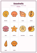 Seashells: A4 Matte Laminated Educational Poster Print - 210x297mm