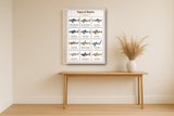 Types of Sharks: A4 Matte Laminated Educational Poster Print - 210x297mm