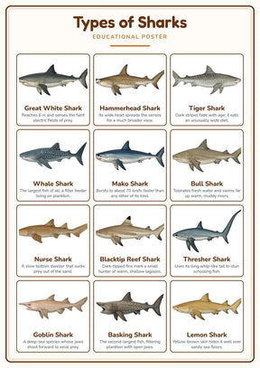 Types of Sharks: A4 Matte Laminated Educational Poster Print - 210x297mm