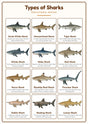 Types of Sharks: A4 Matte Laminated Educational Poster Print - 210x297mm