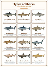 Types of Sharks: A4 Matte Laminated Educational Poster Print - 210x297mm