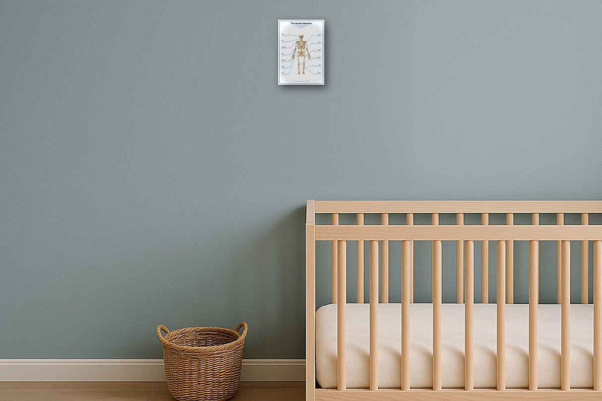 The Human Skeleton: A4 Matte Laminated Educational Poster Print - 210x297mm